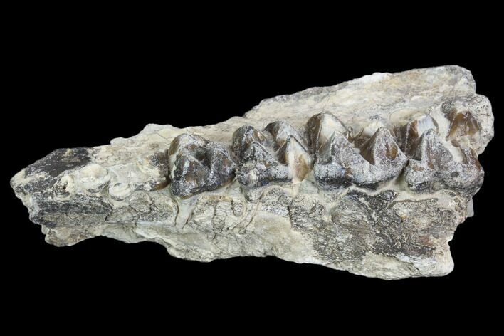 Oreodont (Leptauchenia) Jaw Section - South Dakota #101846